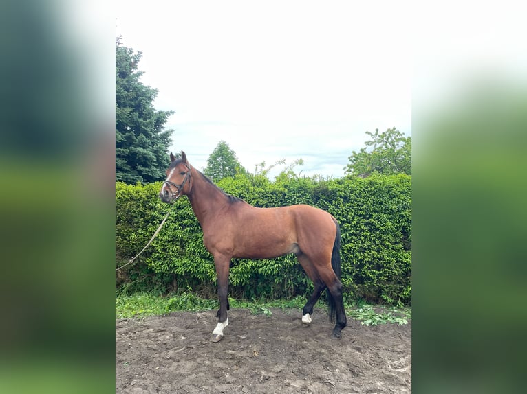 Caballo de deporte alemán Caballo castrado 5 años 168 cm Castaño in Sonnewalde