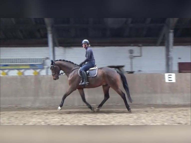 Caballo de deporte alemán Caballo castrado 5 años 168 cm Castaño in Süderlügum