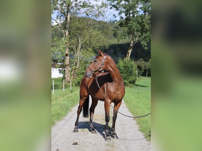 Caballo de deporte alemán Caballo castrado 5 años 168 cm Castaño in Isny im Allgäu