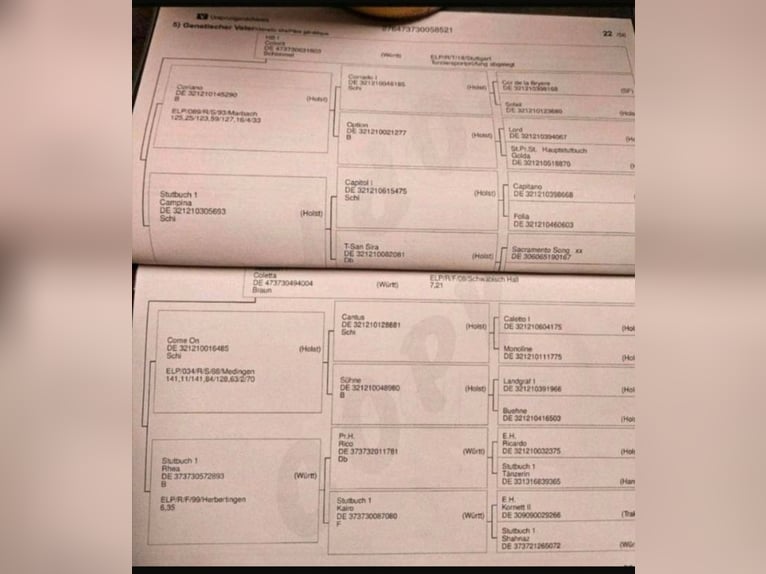 Caballo de deporte alemán Caballo castrado 5 años 168 cm Castaño in Sontheim an der Brenz