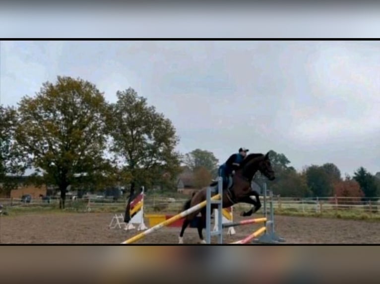 Caballo de deporte alemán Caballo castrado 5 años 168 cm Castaño in Sontheim an der Brenz