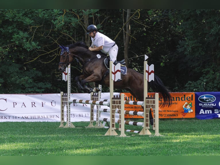 Caballo de deporte alemán Caballo castrado 5 años 168 cm Castaño in Könnern