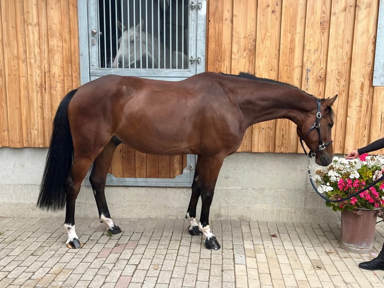 Caballo de deporte alemán Caballo castrado 5 años 168 cm Castaño in Kirkel