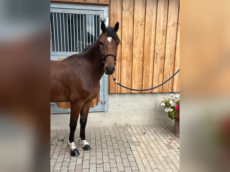 Caballo de deporte alemán Caballo castrado 5 años 168 cm Castaño in Kirkel