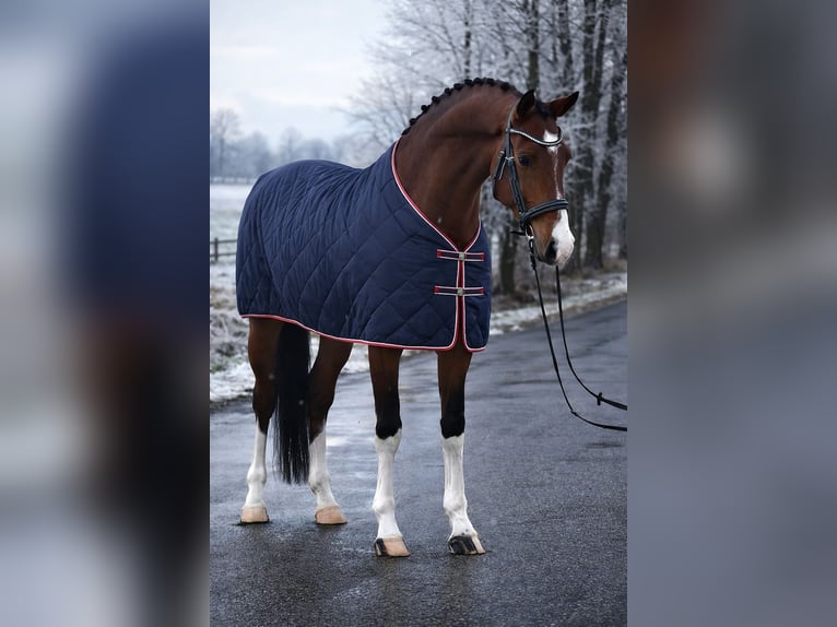 Caballo de deporte alemán Caballo castrado 5 años 168 cm Castaño in Budapest