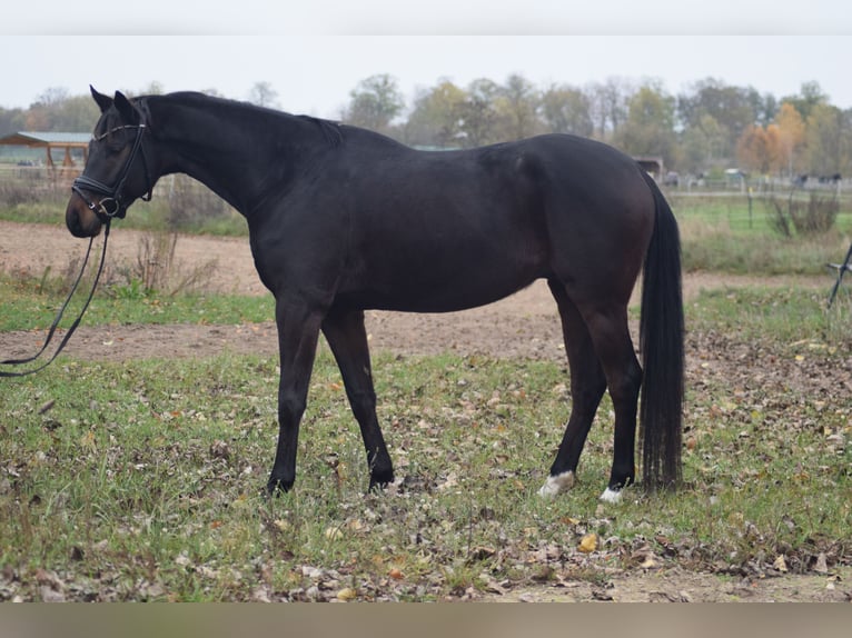 Caballo de deporte alemán Caballo castrado 5 años 168 cm Castaño oscuro in Dallgow-Döberitz