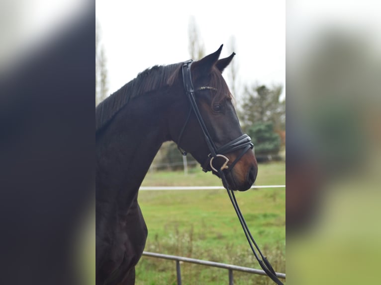 Caballo de deporte alemán Caballo castrado 5 años 168 cm Castaño oscuro in Dallgow-Döberitz