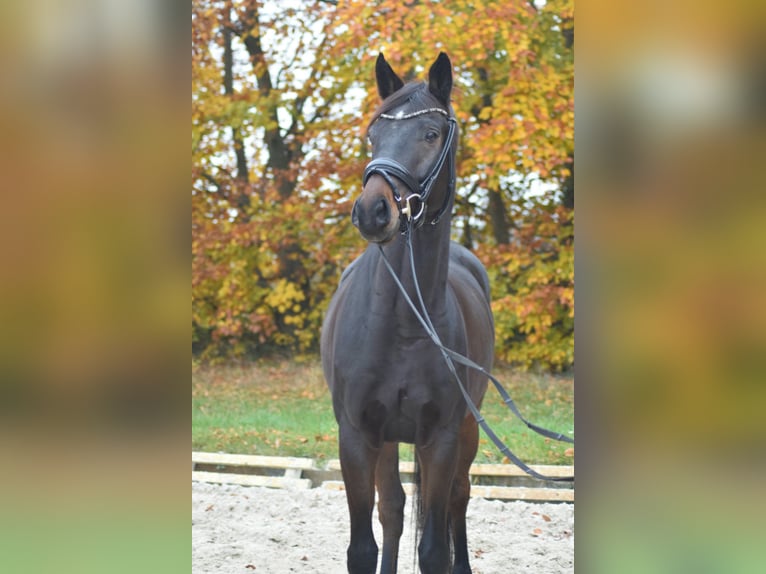 Caballo de deporte alemán Caballo castrado 5 años 168 cm Castaño oscuro in Dallgow-Döberitz