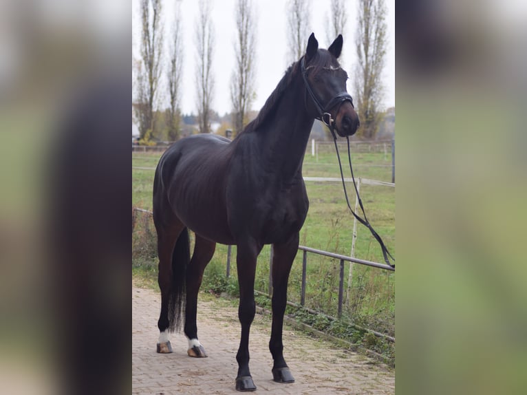 Caballo de deporte alemán Caballo castrado 5 años 168 cm Castaño oscuro in Dallgow-Döberitz