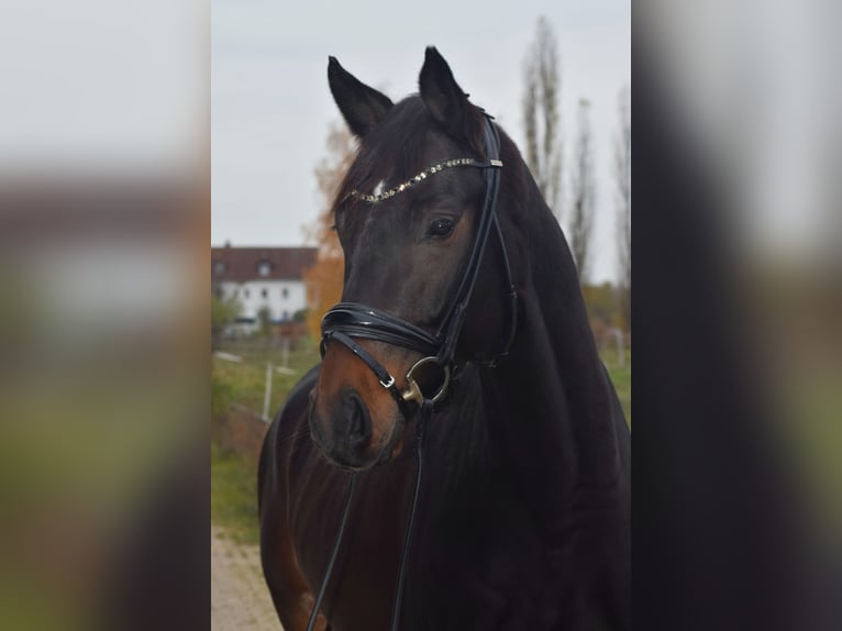 Caballo de deporte alemán Caballo castrado 5 años 168 cm Castaño oscuro in Dallgow-Döberitz