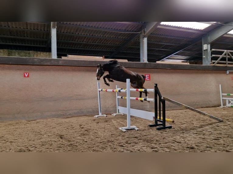 Caballo de deporte alemán Caballo castrado 5 años 168 cm Castaño oscuro in Wädenswil