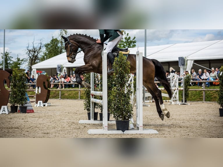 Caballo de deporte alemán Caballo castrado 5 años 168 cm Castaño oscuro in Wädenswil