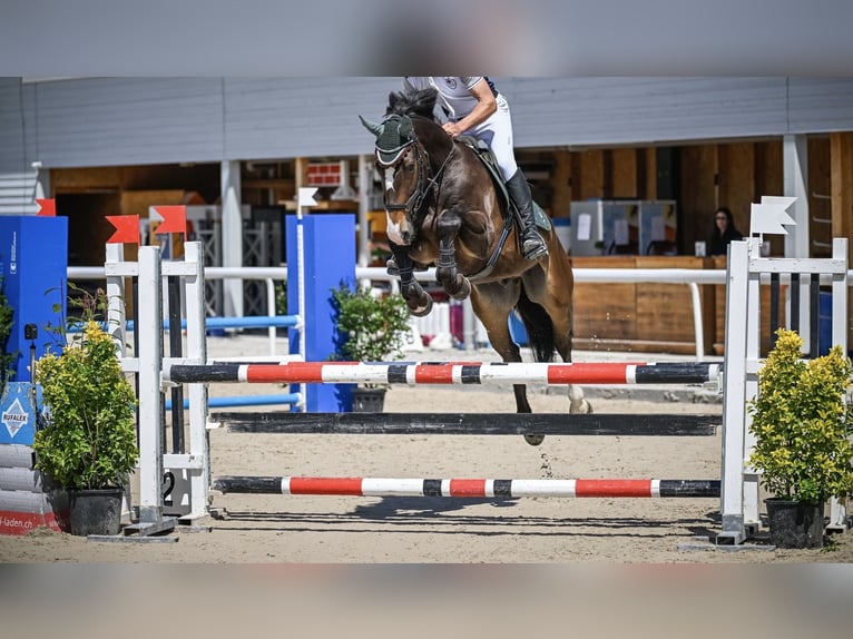 Caballo de deporte alemán Caballo castrado 5 años 168 cm Castaño oscuro in Wädenswil