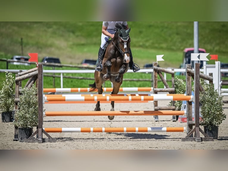 Caballo de deporte alemán Caballo castrado 5 años 168 cm Castaño oscuro in Wädenswil