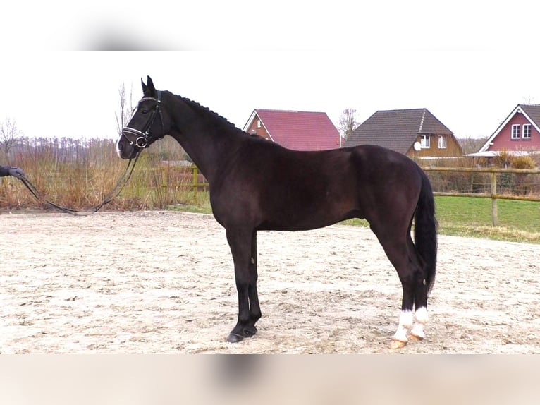 Caballo de deporte alemán Caballo castrado 5 años 168 cm Negro in Linau