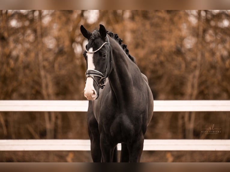 Caballo de deporte alemán Caballo castrado 5 años 168 cm Negro in Wehringen