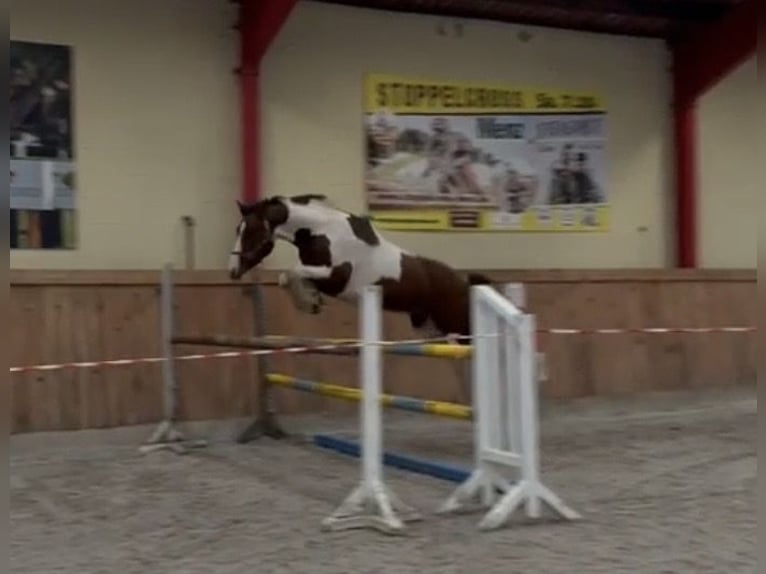 Caballo de deporte alemán Caballo castrado 5 años 168 cm Pío in Handorf