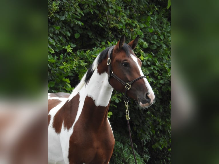 Caballo de deporte alemán Caballo castrado 5 años 168 cm Pío in Verl