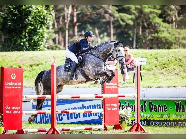 Caballo de deporte alemán Caballo castrado 5 años 168 cm Tordo in Aschersleben