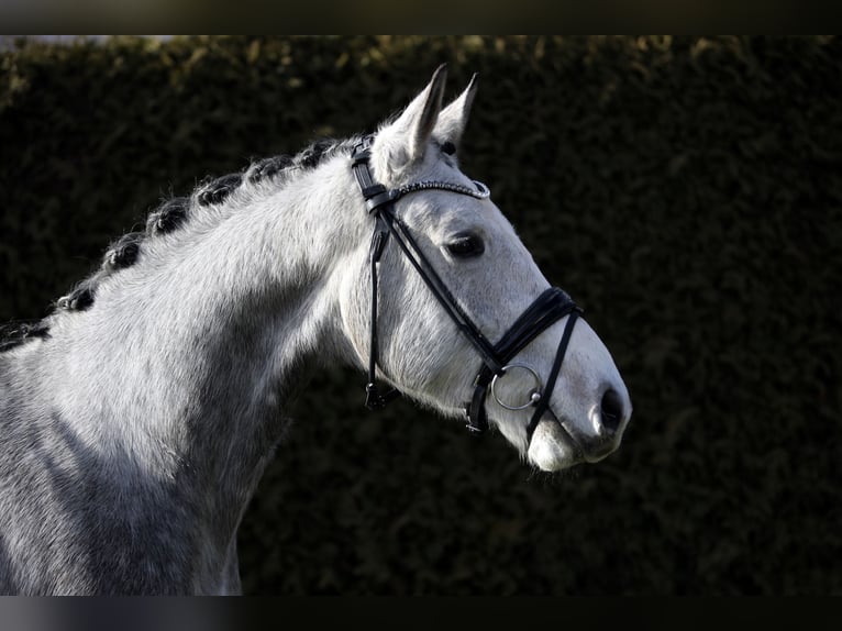 Caballo de deporte alemán Caballo castrado 5 años 168 cm Tordo in Altenstadt