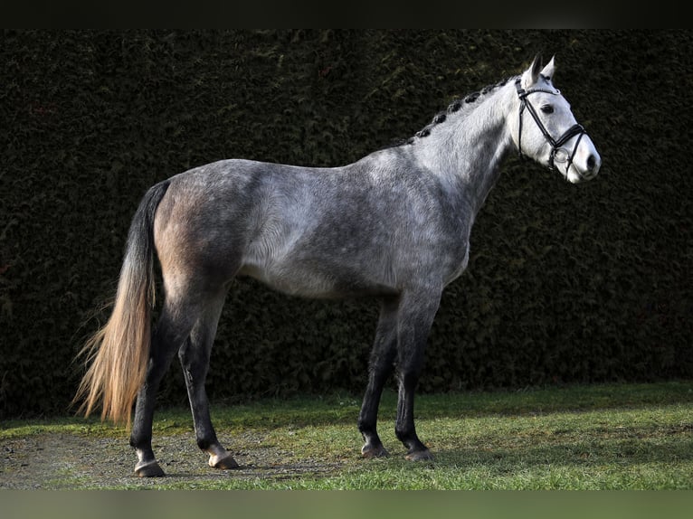 Caballo de deporte alemán Caballo castrado 5 años 168 cm Tordo in Altenstadt