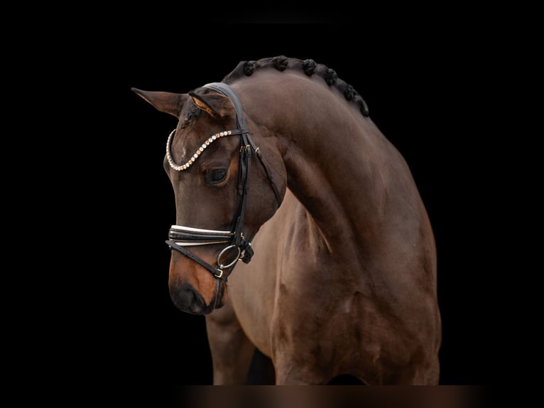 Caballo de deporte alemán Caballo castrado 5 años 169 cm Castaño in Wehringen