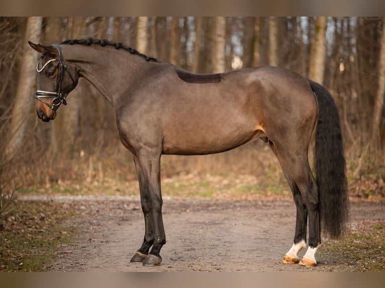 Caballo de deporte alemán Caballo castrado 5 años 169 cm Castaño in Wehringen