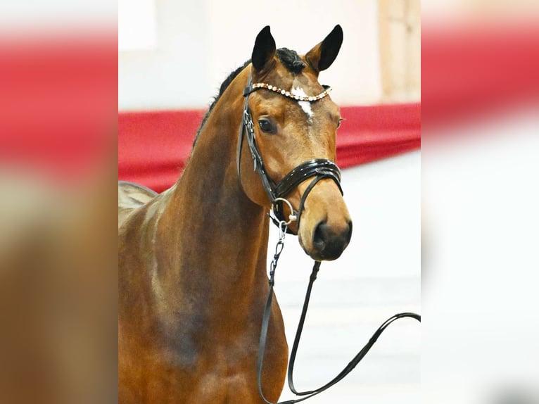 Caballo de deporte alemán Caballo castrado 5 años 169 cm Castaño in Wilnsdorf