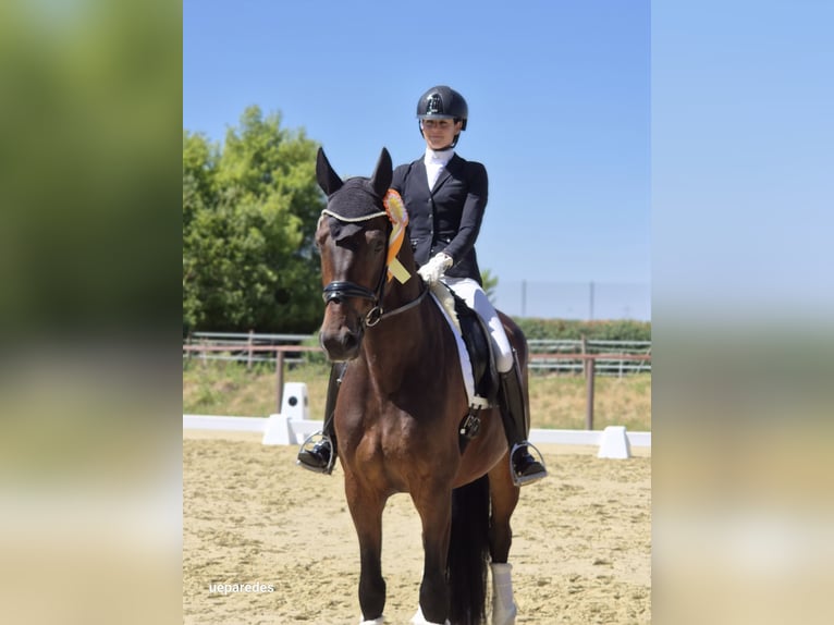 Caballo de deporte alemán Caballo castrado 5 años 169 cm Castaño oscuro in Usingen
