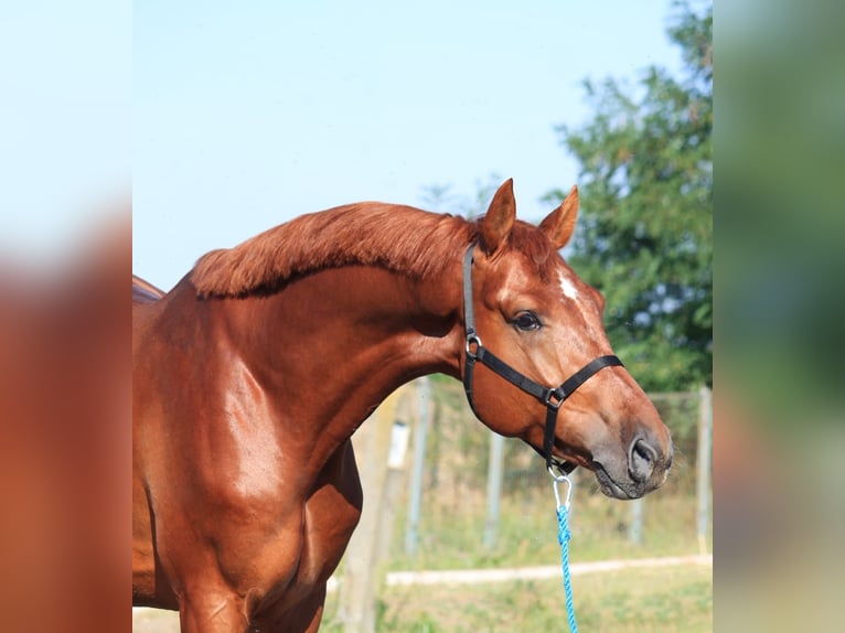 Caballo de deporte alemán Caballo castrado 5 años 170 cm Alazán in Rabenau