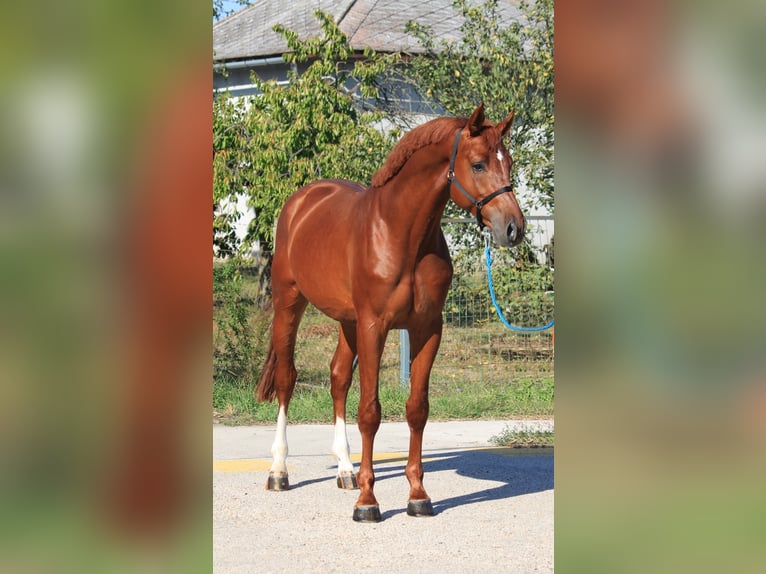 Caballo de deporte alemán Caballo castrado 5 años 170 cm Alazán in Rabenau