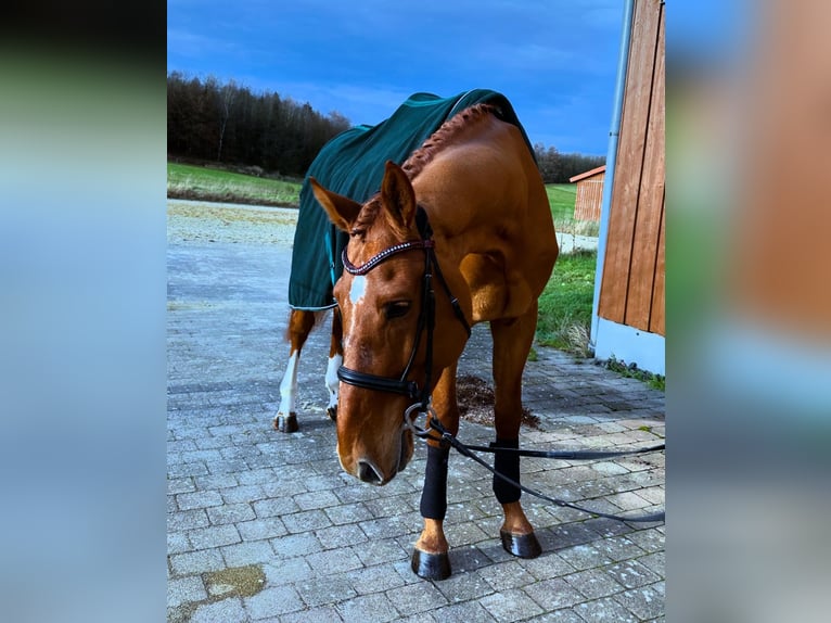 Caballo de deporte alemán Caballo castrado 5 años 170 cm Alazán in Rabenau