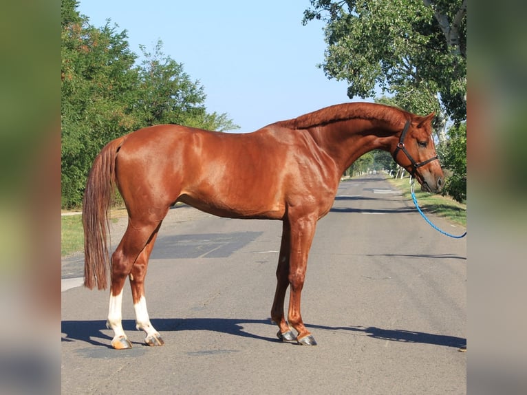 Caballo de deporte alemán Caballo castrado 5 años 170 cm Alazán in Rabenau