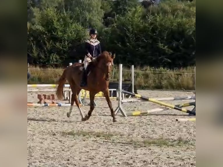 Caballo de deporte alemán Caballo castrado 5 años 170 cm Alazán in Rabenau