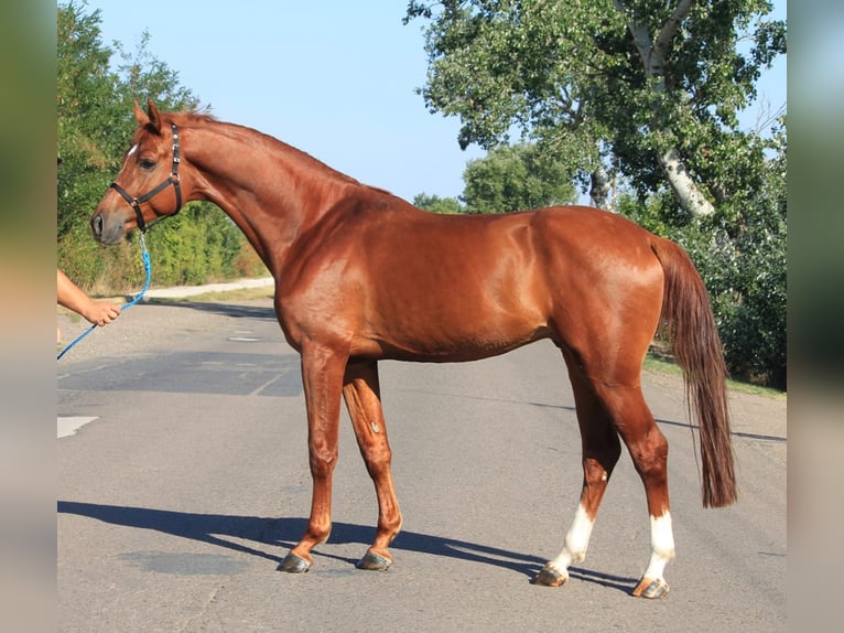 Caballo de deporte alemán Caballo castrado 5 años 170 cm Alazán in Rabenau