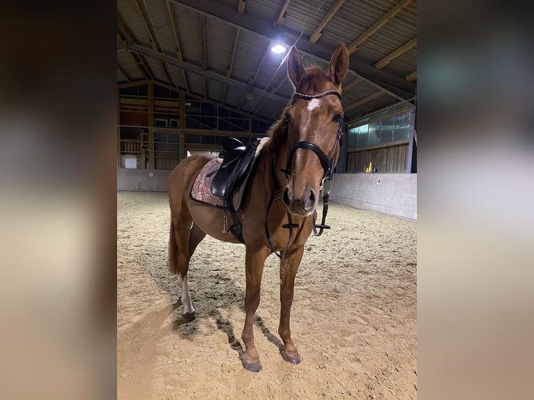 Caballo de deporte alemán Caballo castrado 5 años 170 cm Alazán in Rabenau