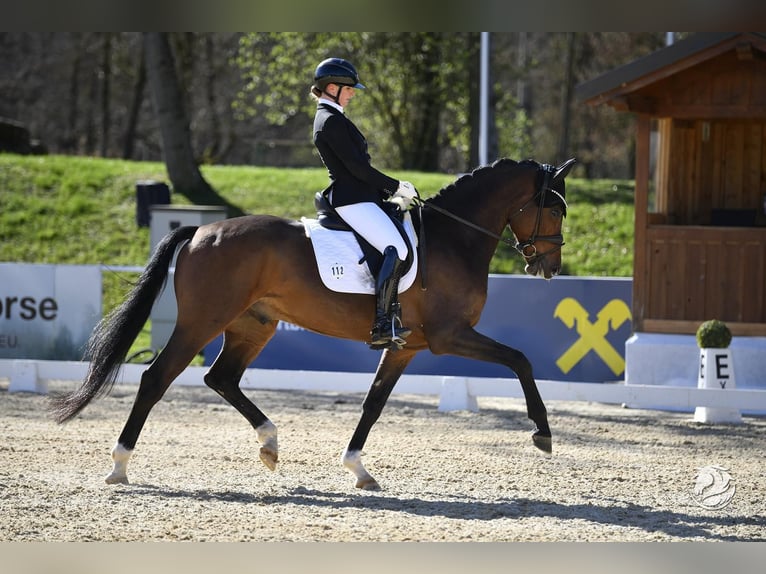 Caballo de deporte alemán Caballo castrado 5 años 170 cm Castaño in Ostrach Caballo de deporte alemán Caballo castrado 5 años 170 cm Castaño in Ostrach