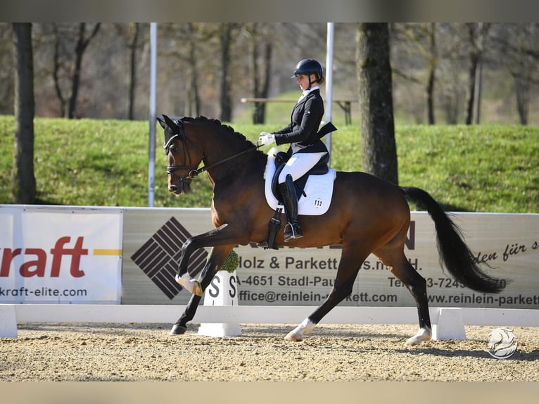 Caballo de deporte alemán Caballo castrado 5 años 170 cm Castaño in Ostrach Caballo de deporte alemán Caballo castrado 5 años 170 cm Castaño in Ostrach
