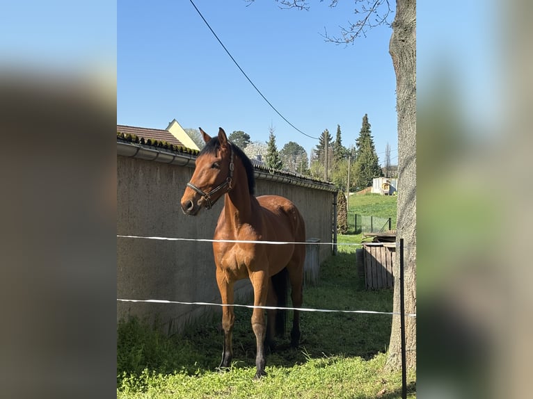 Caballo de deporte alemán Caballo castrado 5 años 170 cm Castaño in Geithain