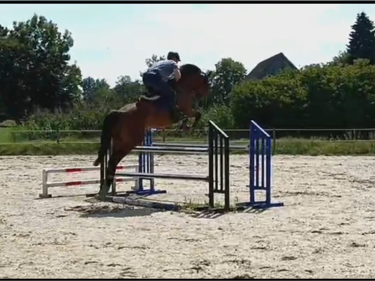 Caballo de deporte alemán Caballo castrado 5 años 170 cm Castaño in Gerstetten