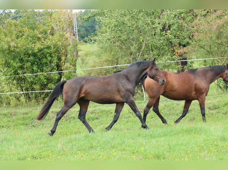 Caballo de deporte alemán Caballo castrado 5 años 170 cm Castaño oscuro in Römhild