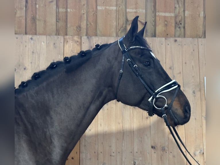 Caballo de deporte alemán Caballo castrado 5 años 170 cm Castaño oscuro in Riedlingen