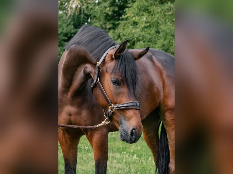 Caballo de deporte alemán Caballo castrado 5 años 170 cm Castaño oscuro in Lippetal