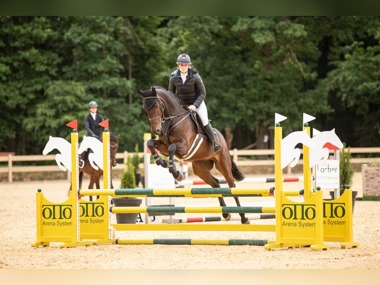 Caballo de deporte alemán Caballo castrado 5 años 170 cm Castaño oscuro in K&#xFC;mmersbruck