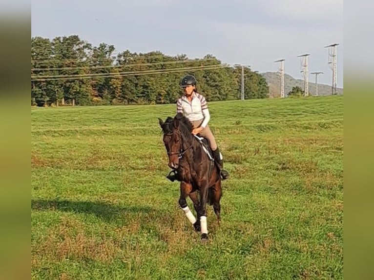Caballo de deporte alemán Caballo castrado 5 años 170 cm Castaño oscuro in Römhild