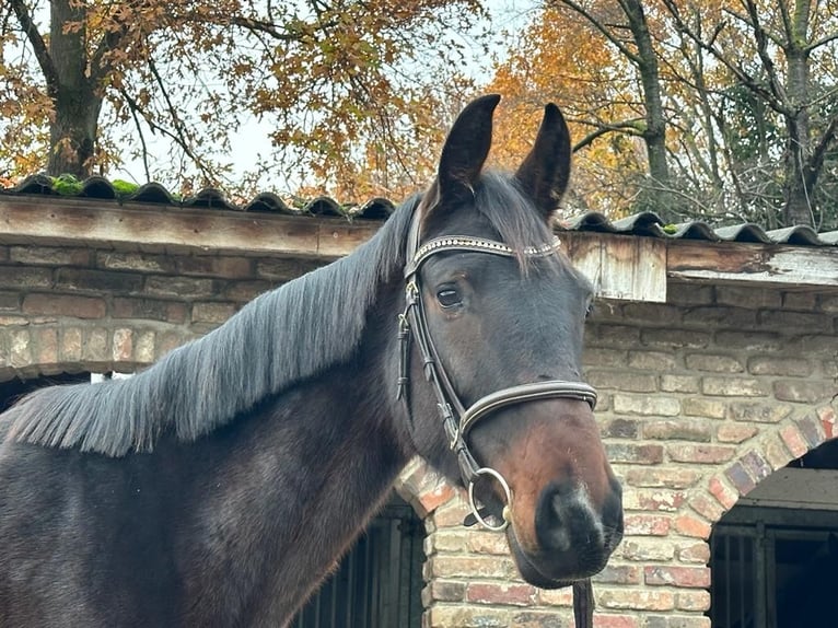 Caballo de deporte alemán Caballo castrado 5 años 170 cm Castaño oscuro in Grevenbroich