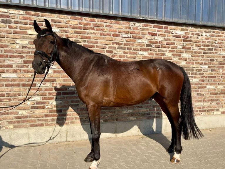 Caballo de deporte alemán Caballo castrado 5 años 170 cm Castaño oscuro in Grevenbroich