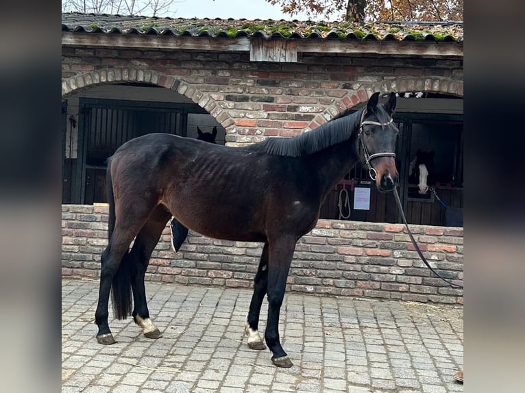 Caballo de deporte alemán Caballo castrado 5 años 170 cm Castaño oscuro in Grevenbroich