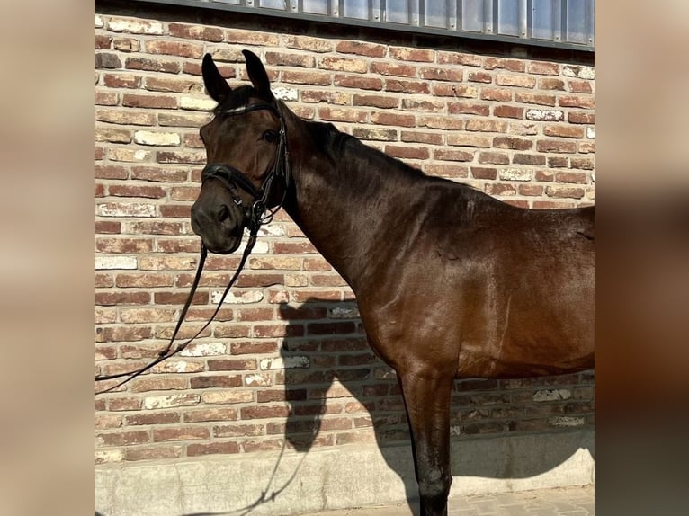 Caballo de deporte alemán Caballo castrado 5 años 170 cm Castaño oscuro in Grevenbroich