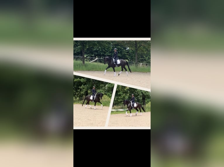 Caballo de deporte alemán Caballo castrado 5 años 170 cm Morcillo in SaarlouisSaarlouis